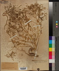 Cycloloma platyphyllum image
