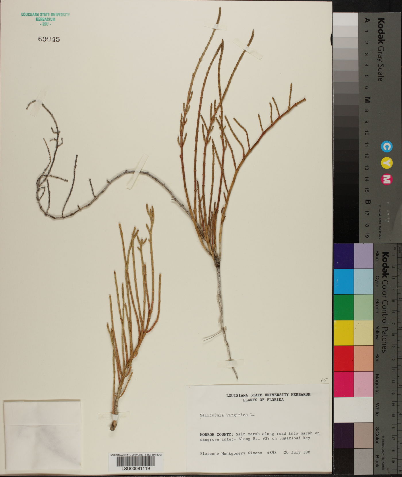 Salicornia virginica image