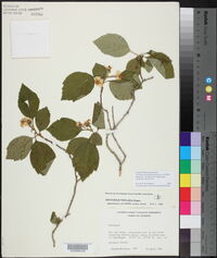 Crataegus triflora image