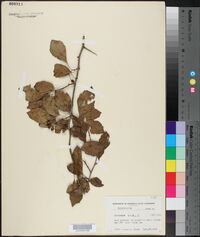 Crataegus viridis image
