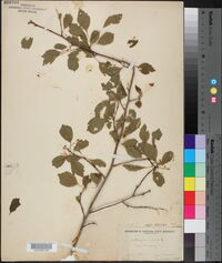 Crataegus viridis image