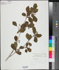 Crataegus viridis image