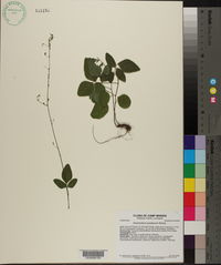 Desmodium perplexum image