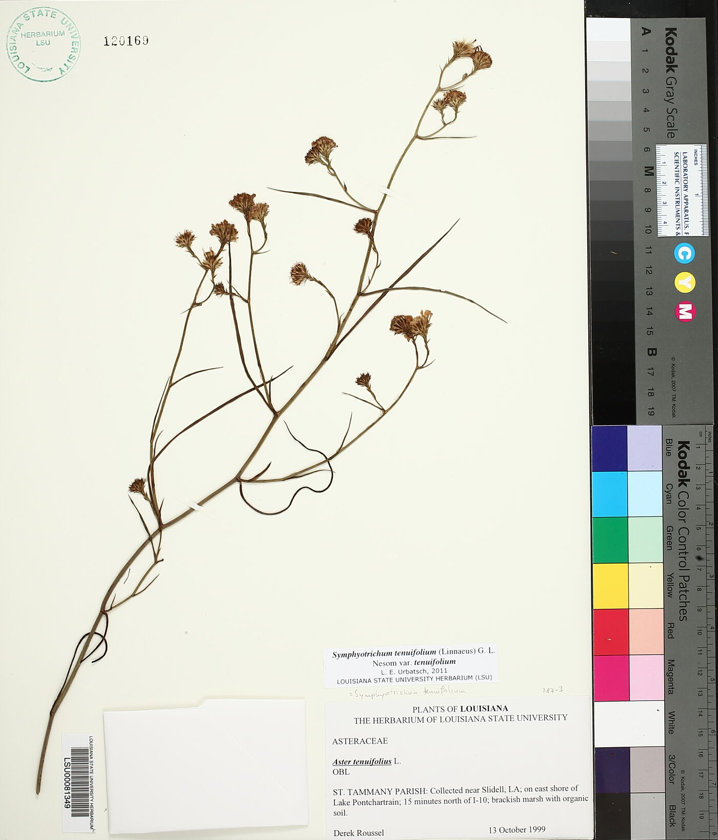 Symphyotrichum tenuifolium var. tenuifolium image