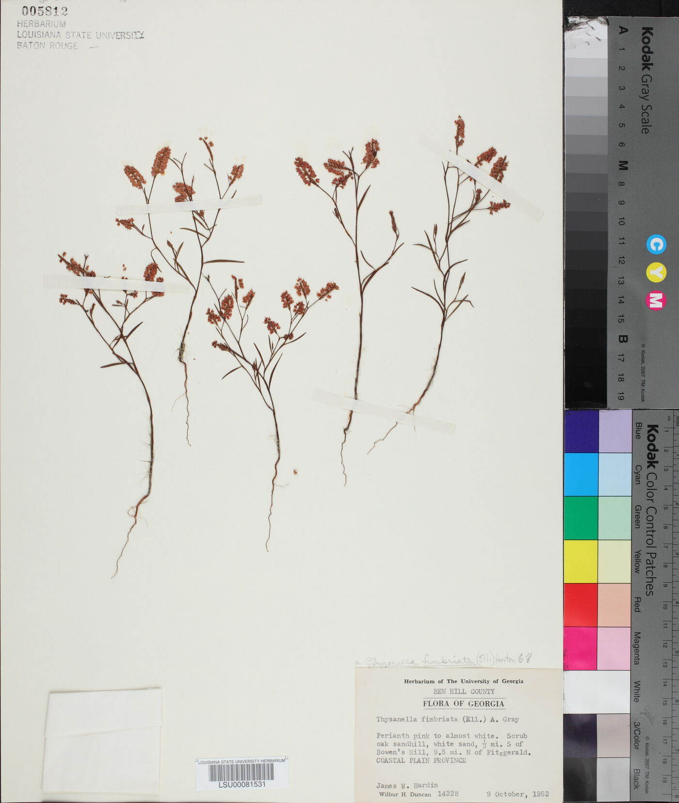 Polygonella fimbriata image