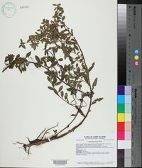Ludwigia pilosa image