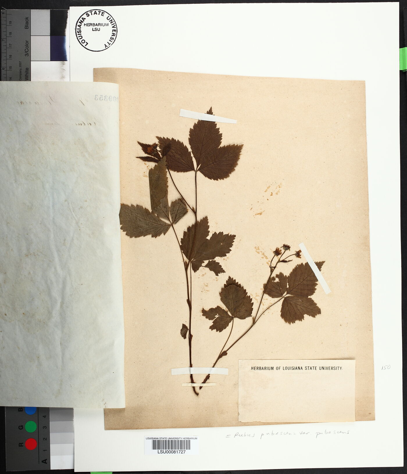 Rubus pubescens var. pubescens image