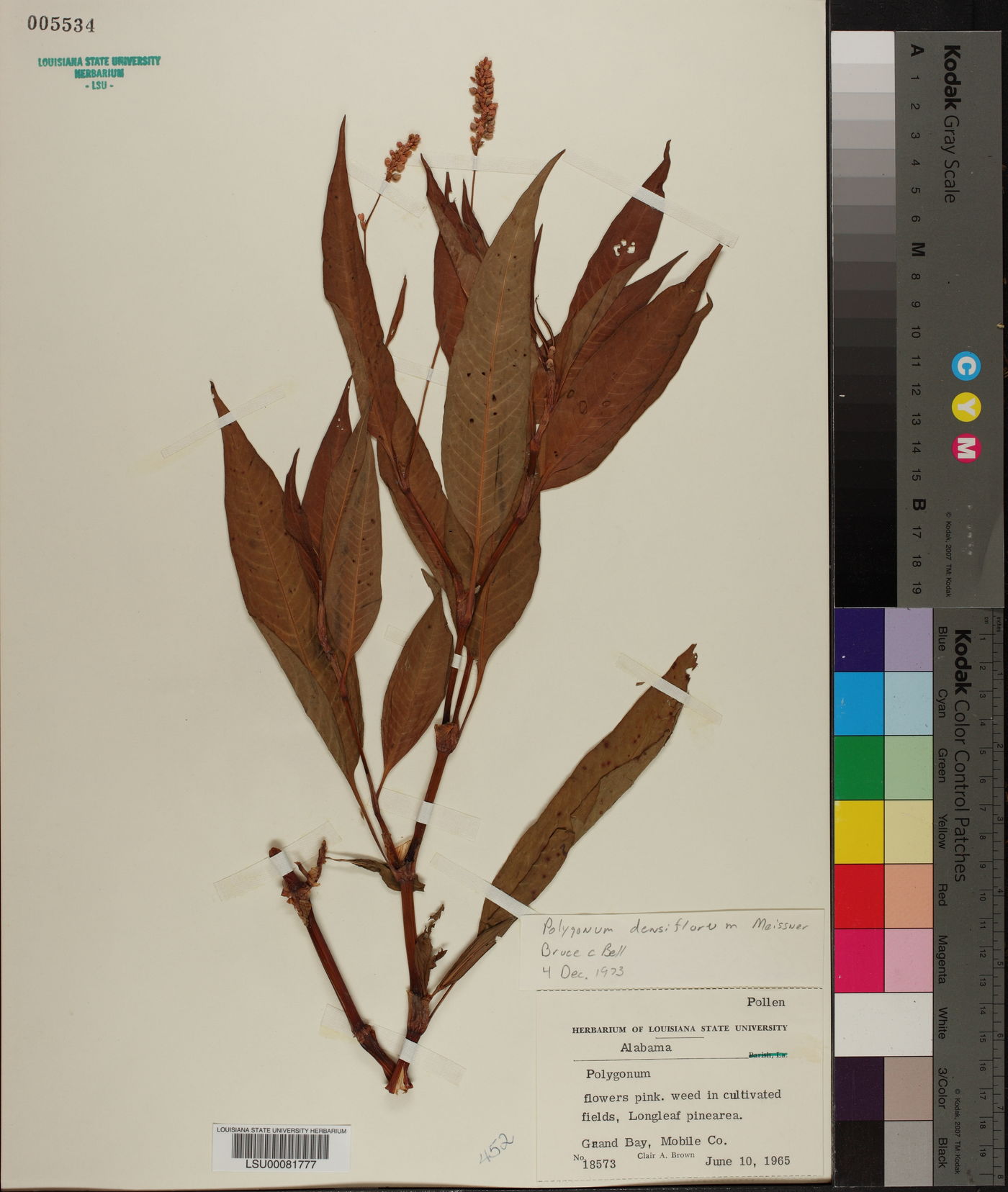Polygonum densiflorum image