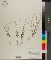 Polygonum douglasii subsp. engelmannii image