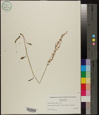 Rumex hastatulus image