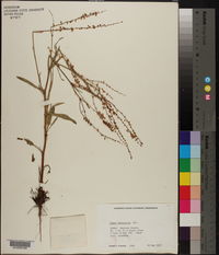 Rumex hastatulus image