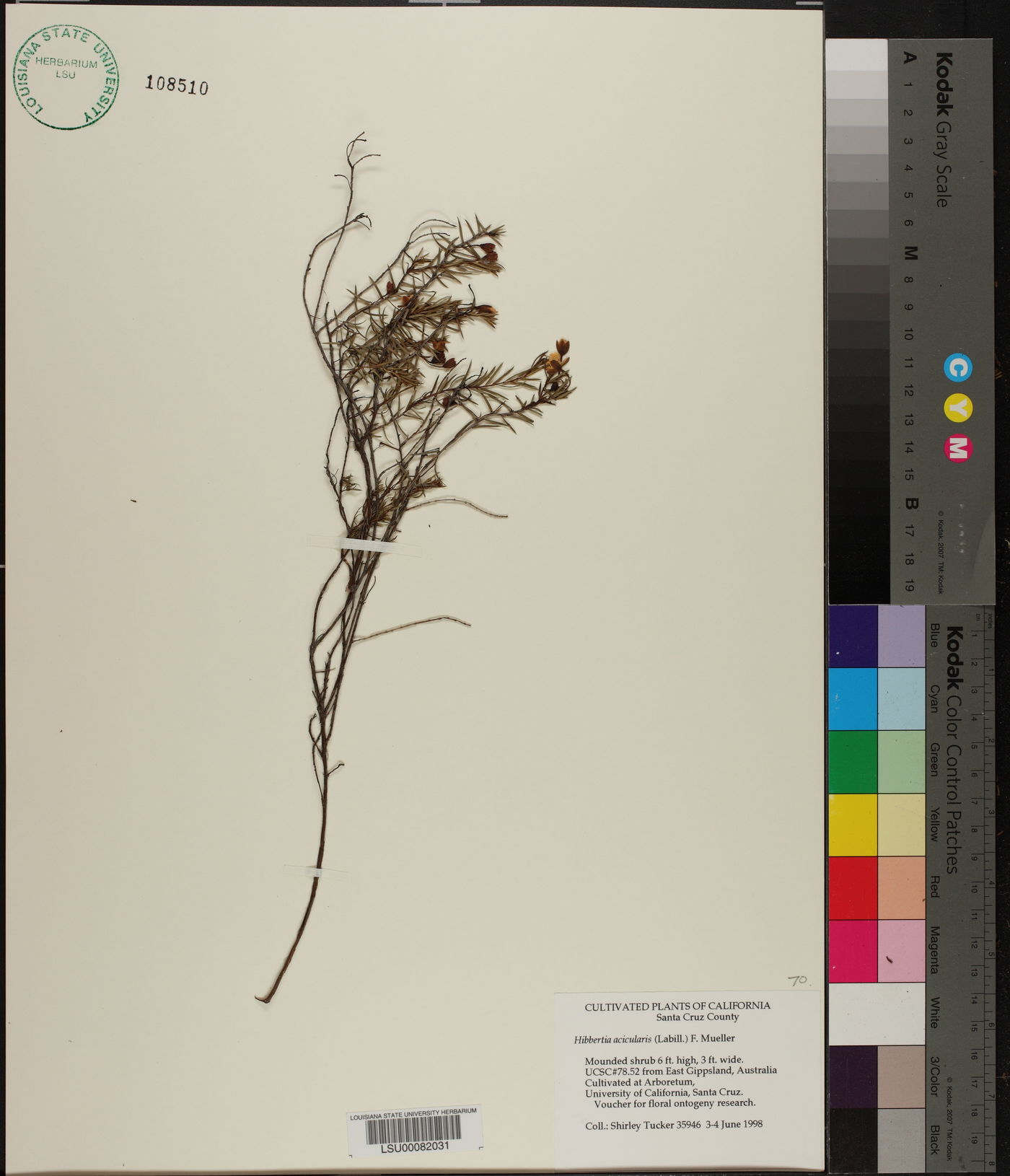 Hibbertia acicularis image