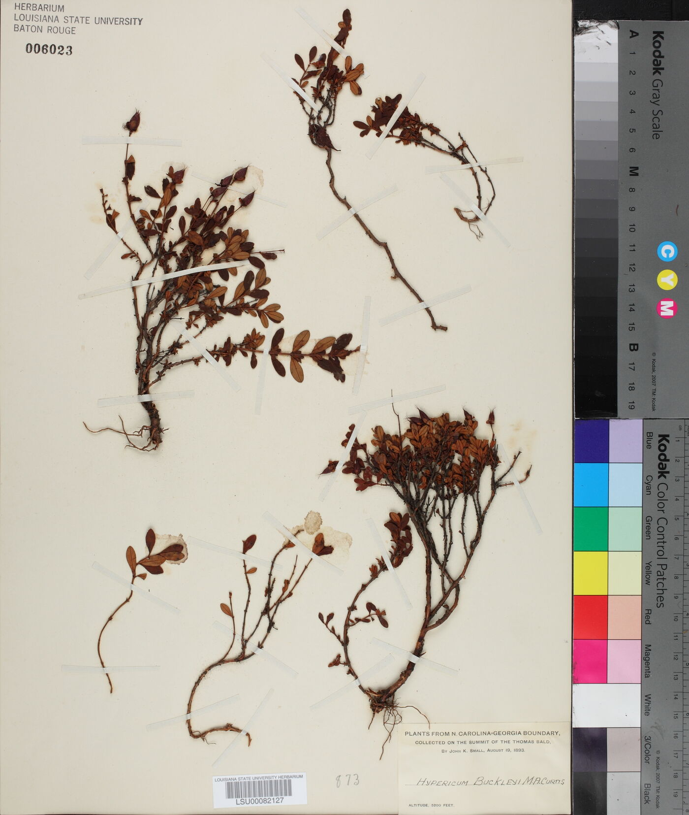 Hypericum buckleii image