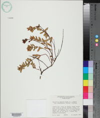 Hypericum hypericoides subsp. multicaule image