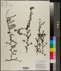 Image of Hibbertia empetrifolia