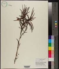 Image of Hibbertia longifolia