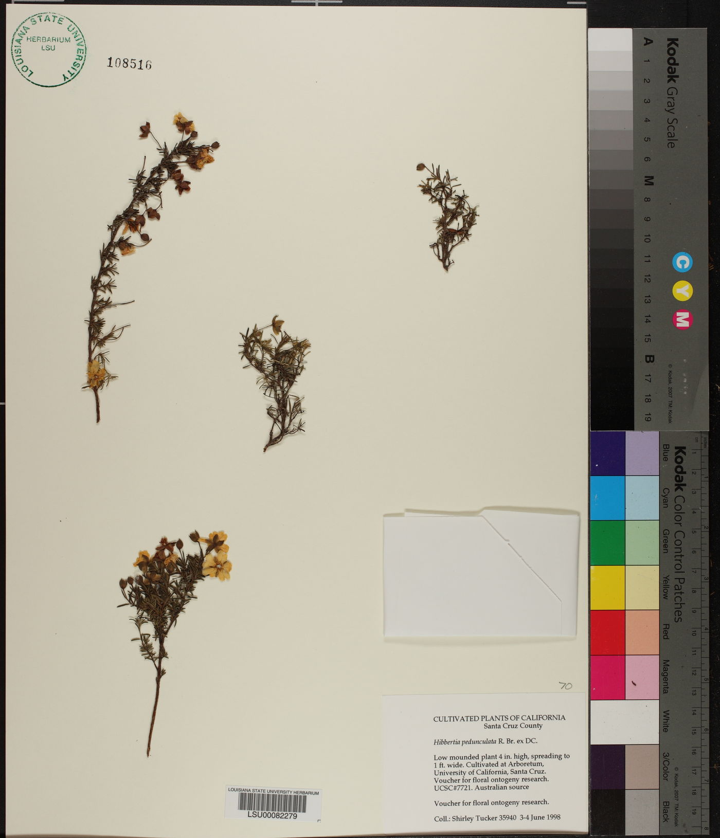 Hibbertia pedunculata image