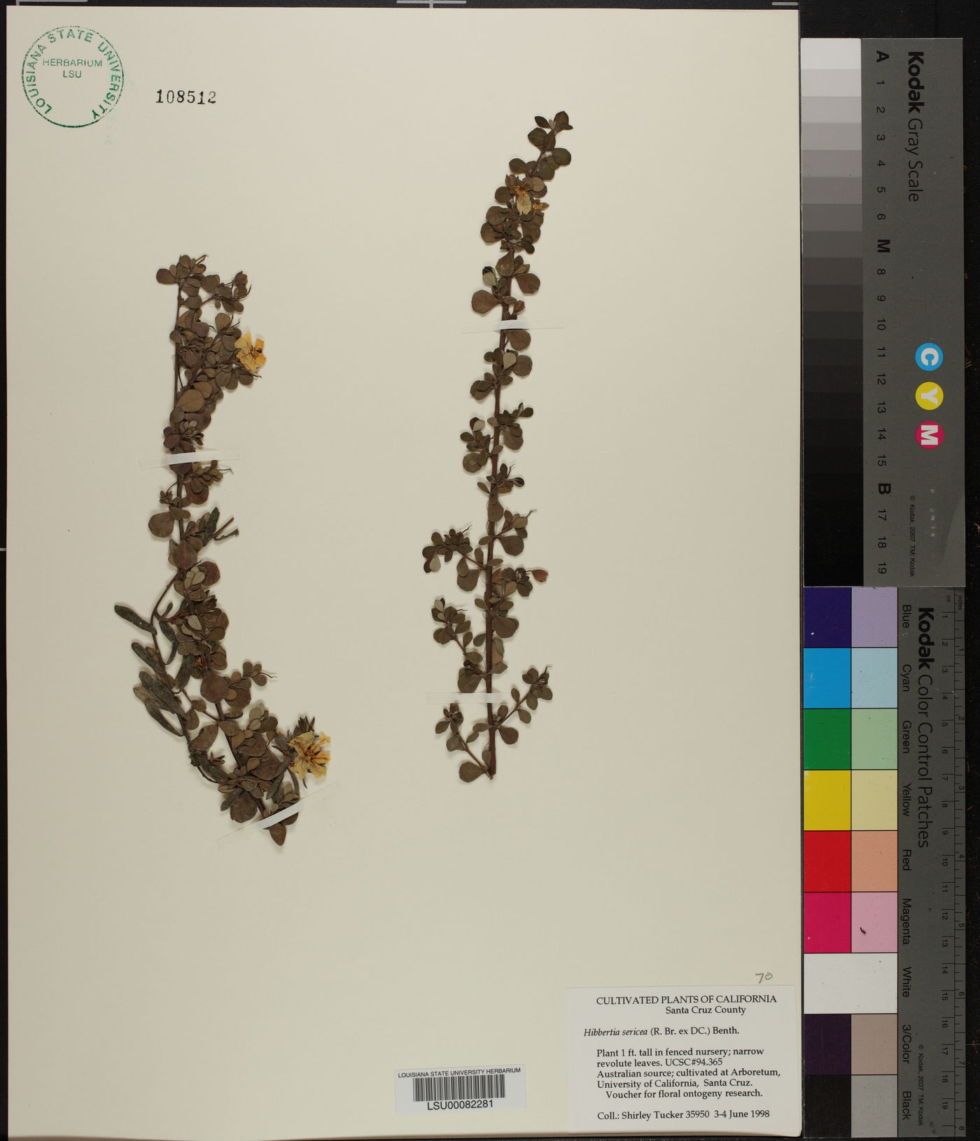 Hibbertia sericea image