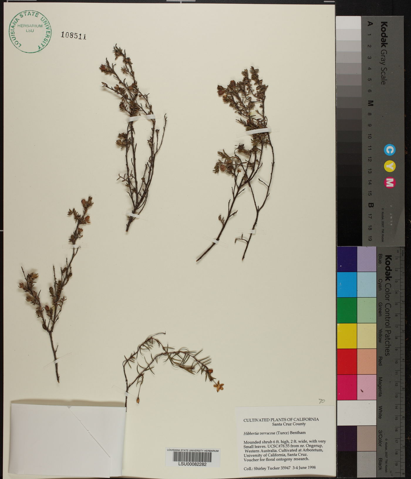Hibbertia verrucosa image