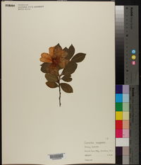 Image of Camellia cuspidata