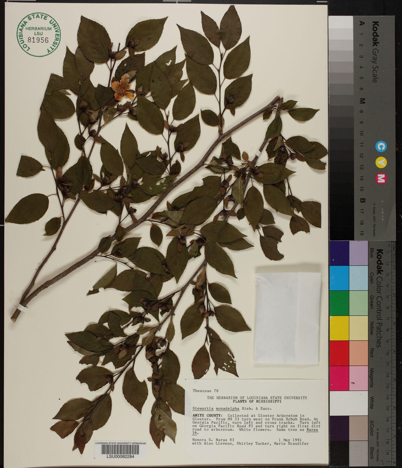Stewartia monadelpha image