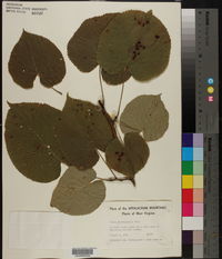 Tilia americana var. heterophylla image