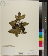 Lagunaria patersonii image