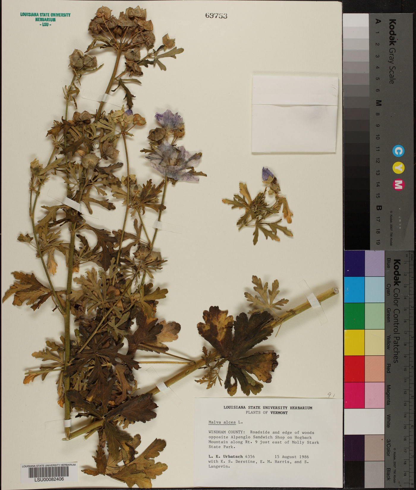 Malva alcea image