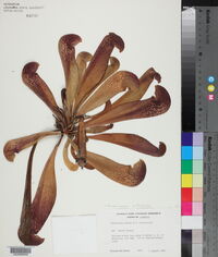 Image of Sarracenia x formosa