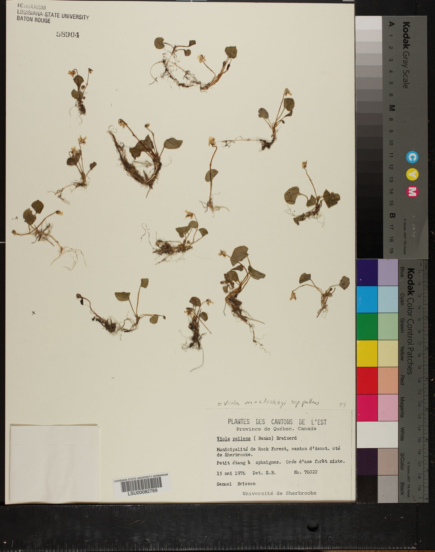 Viola macloskeyi image