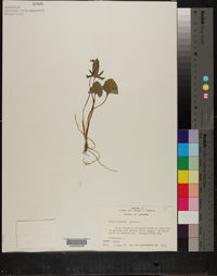 Viola triloba image