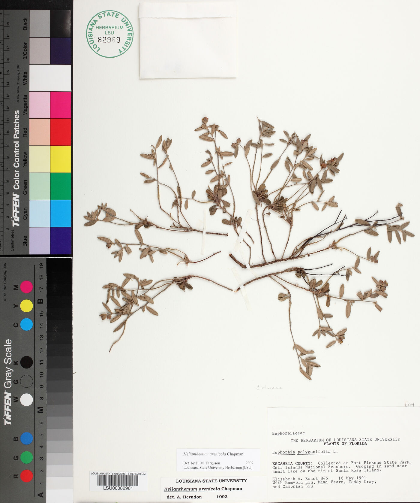 Helianthemum arenicola image