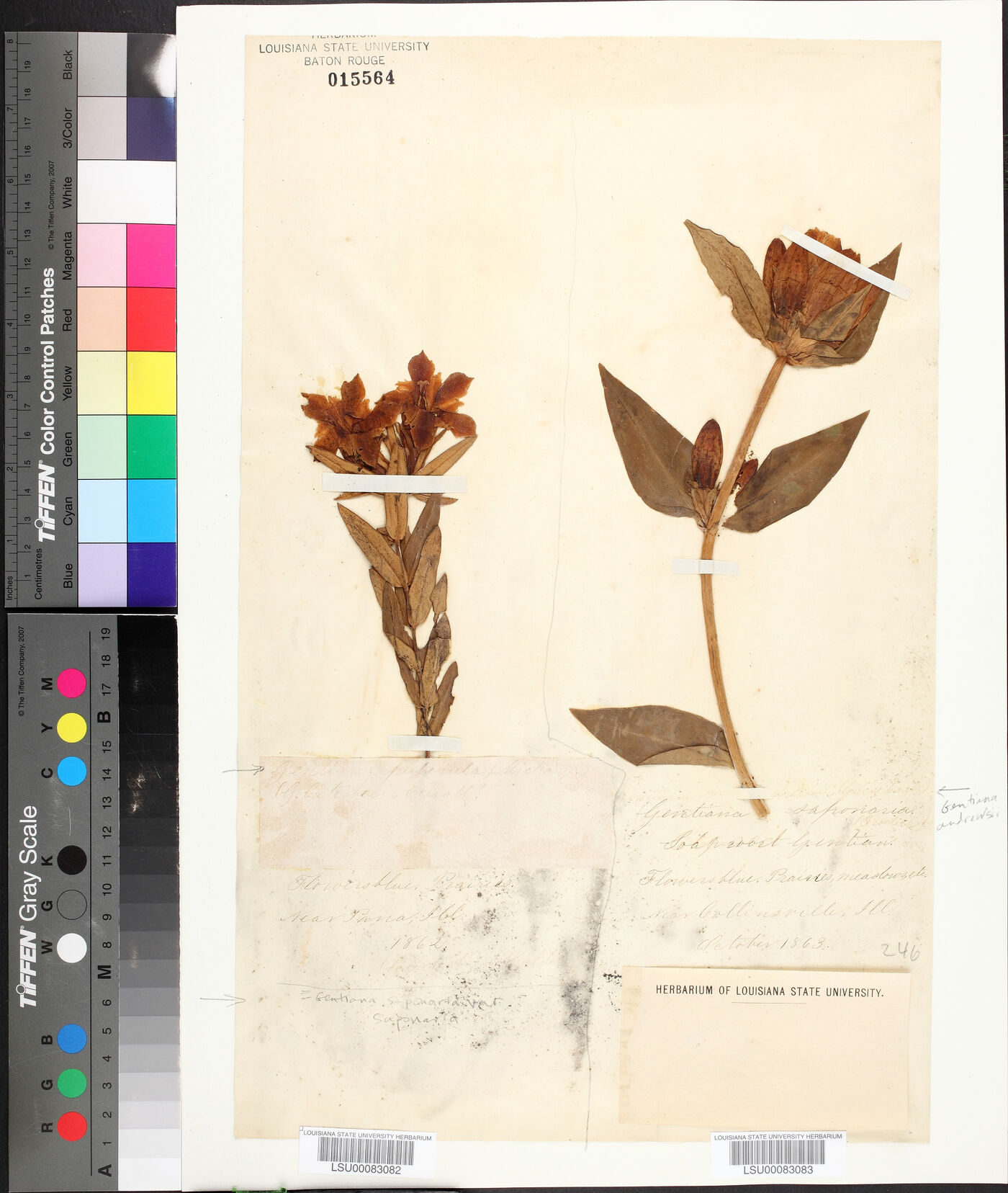 Gentiana saponaria var. saponaria image