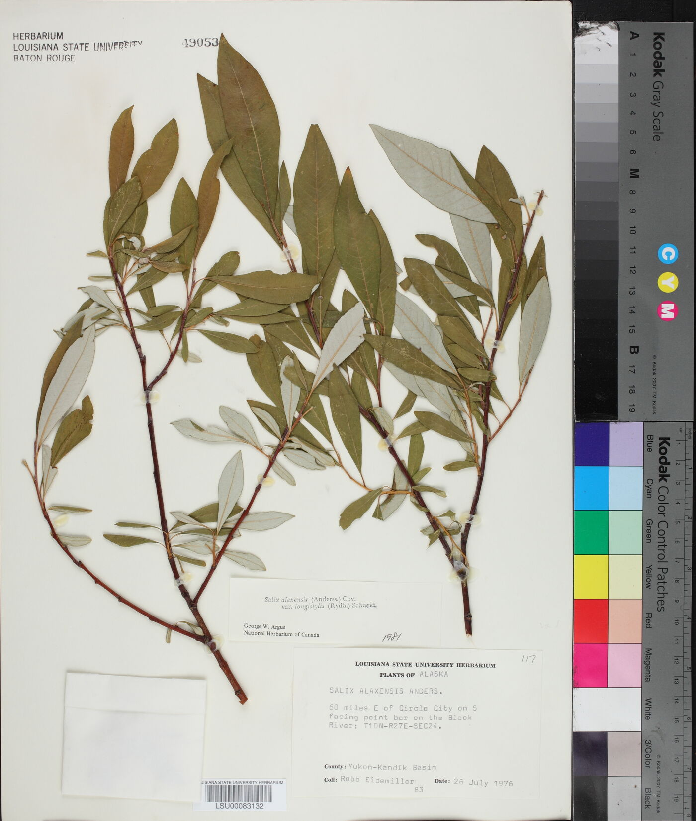 Salix alaxensis image