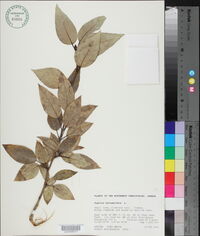 Populus balsamifera image