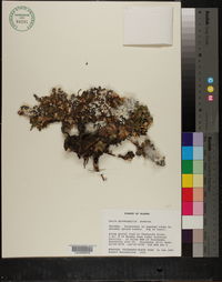 Salix phlebophylla image