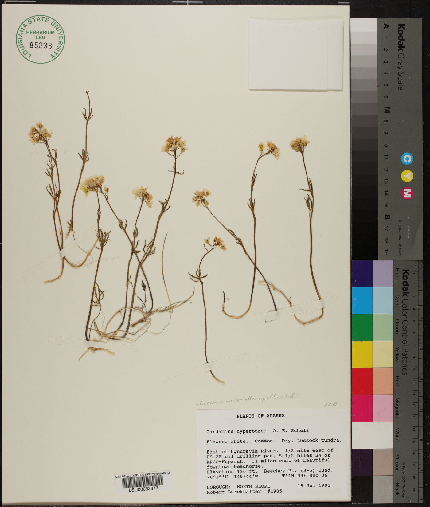 Cardamine microphylla subsp. blaisdellii image