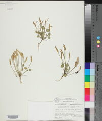 Leavenworthia aurea image