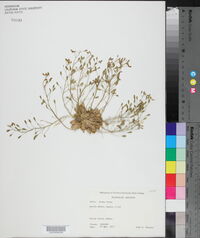 Draba verna image