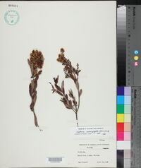Cliftonia monophylla image