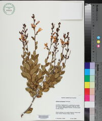 Bejaria racemosa image