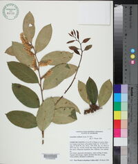 Leucothoe axillaris image