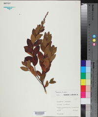 Leucothoe racemosa image