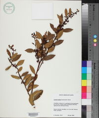 Lyonia lucida image