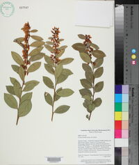 Lyonia lucida image