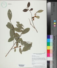 Lyonia lucida image