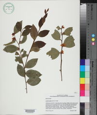 Lyonia lucida image