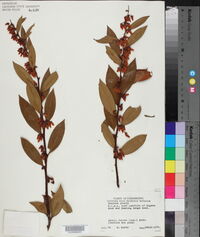 Lyonia lucida image