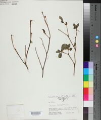 Rhododendron menziesii image