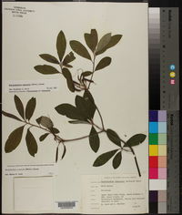 Rhododendron canescens image